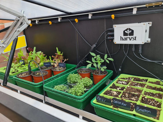 The benefits of adding home-grown food to your diet