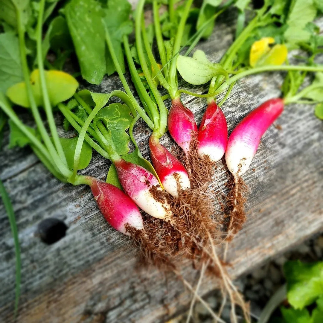 When should I harvest my food? A guide by Harvst