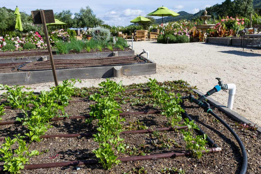 Drip irrigation system watering raised vegetable beds in a summer garden