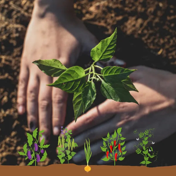 5 vegetables to sow in January for earlier harvests and extended seasons
