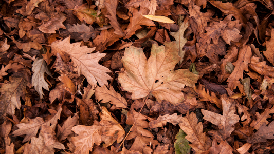 Your Gardening To-Do’s for November