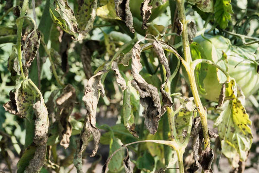 Heat-stressed crop plants showing wilted, scorched leaves, a sign of heat stress affecting crop health and growth.
