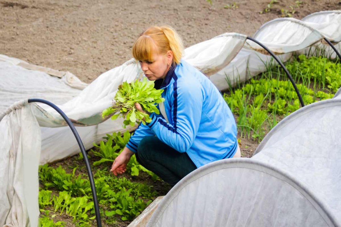 Gardener harvesting leafy vegetables in a covered raised bed while learning how to grow vegetables all year round in the UK