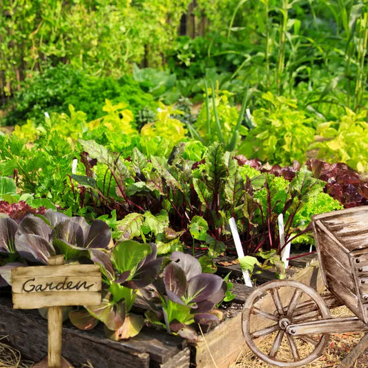 Beautify Your Garden with Summer Edimentals