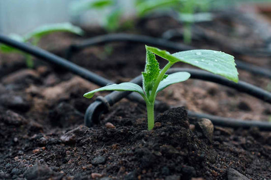 Young plant being watered by a drip irrigation system