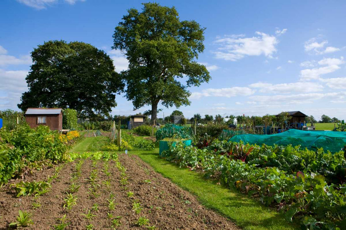 best irrigation system at work on a rural allotment land in the UK