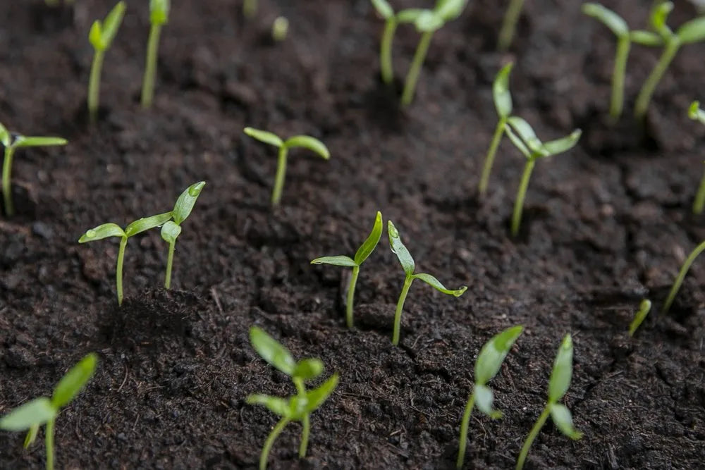 Gardening in February; Beat the Springtime rush