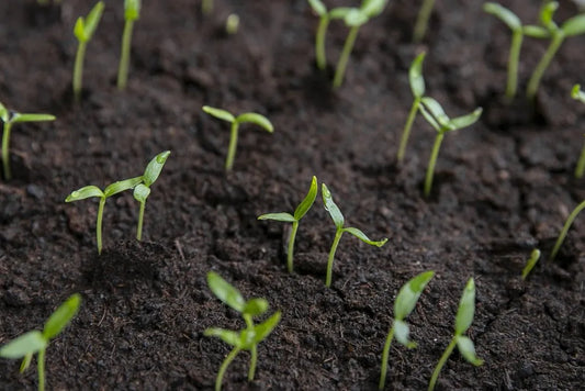 Gardening in February; Beat the Springtime rush