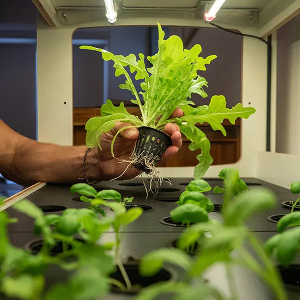 Why do roots need to be kept in the dark?