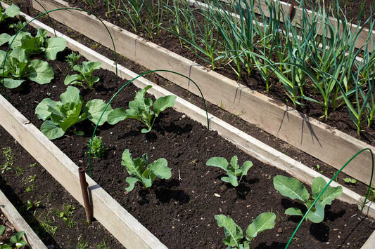 Raised vegetable beds with correctly spaced plants growing in summer
