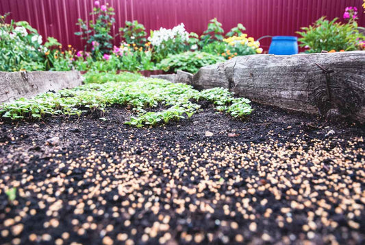 Young vegetable seedlings emerging in dark soil within a raised garden bed, illustrating healthy allotment growth and soil management during the growing season.