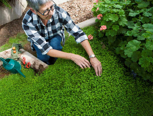 Gardener planting creeping thyme as a spreading ground cover for water-wise gardening