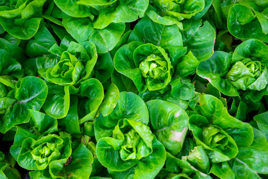 How To Grow Lettuce