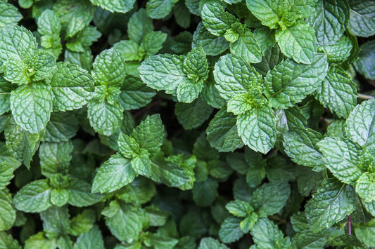 How to Grow Mint