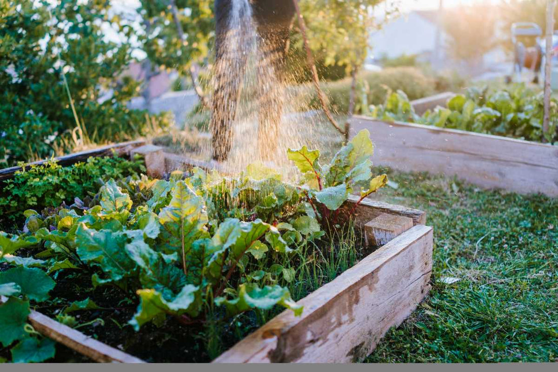 Watering raised garden beds during a UK summer heatwave