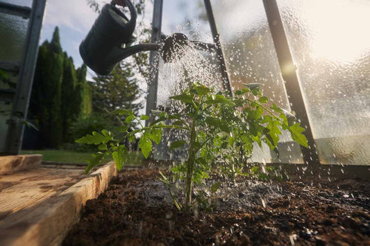 Watering vegetable plants in a greenhouse as daylight hours increase during the growing season.