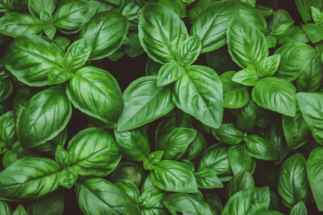 How to Grow Basil