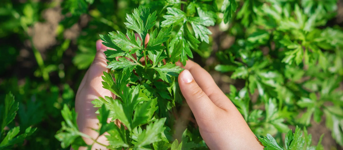 How to Grow Coriander