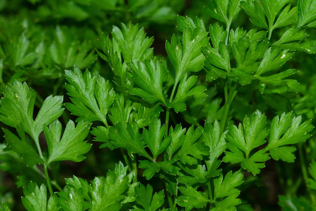 How to Grow Parsley