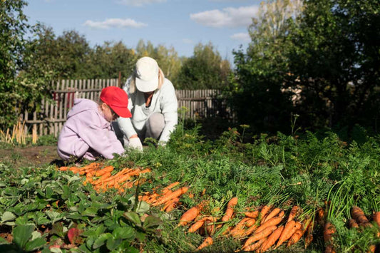 Child learning how to garden by harvesting carrots with a parent in a vegetable garden