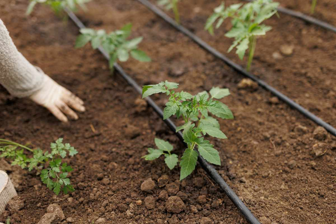 Drip irrigation system watering vegetable plants to protect crops from summer heat stress