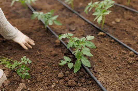 Drip irrigation system watering vegetable plants to protect crops from summer heat stress