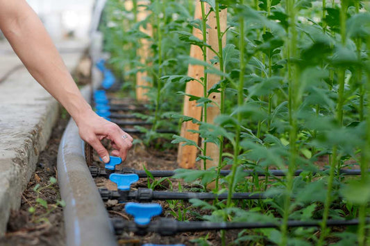 Spring irrigation setup with drip lines and adjustable valves being manually controlled to water plants in a greenhouse garden bed