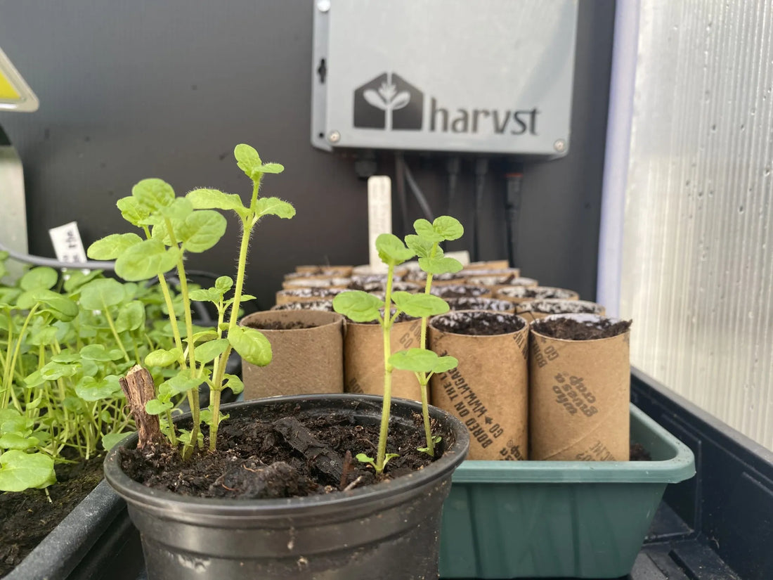 Like To Grow Your Own Medicinal Herb Garden?