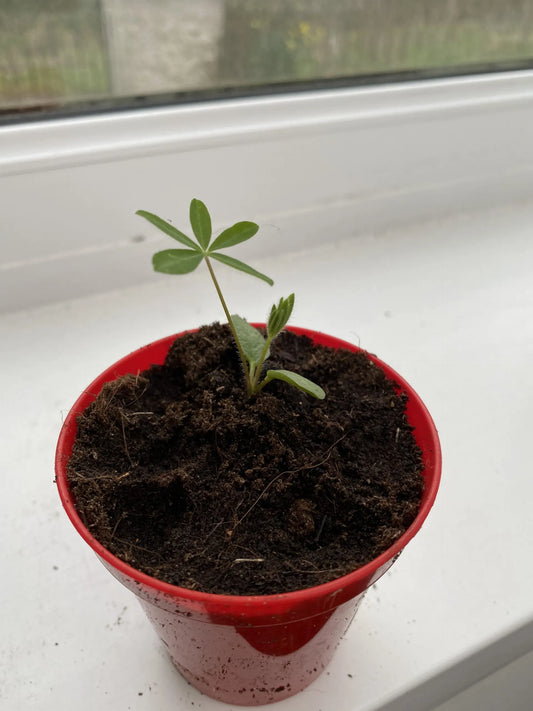 Our top tips for transplanting seedlings
