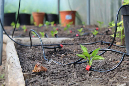 Installing an automatic polytunnel watering system at Plwmp