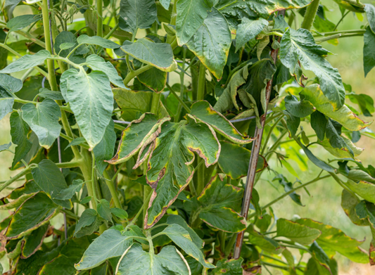 How to fix wilting tomato plants