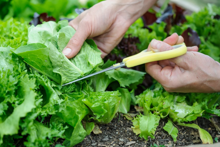 Can I grow salad in winter?