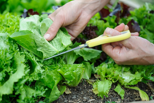 Can I grow salad in winter?