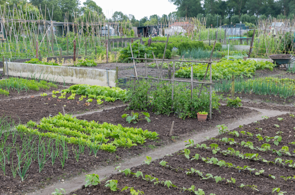 Smarter Gardening, Less Effort: The Benefits of Remote Irrigation