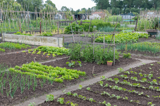 Smarter Gardening, Less Effort: The Benefits of Remote Irrigation