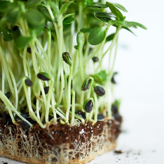 A Guide to Growing Mighty Microgreens