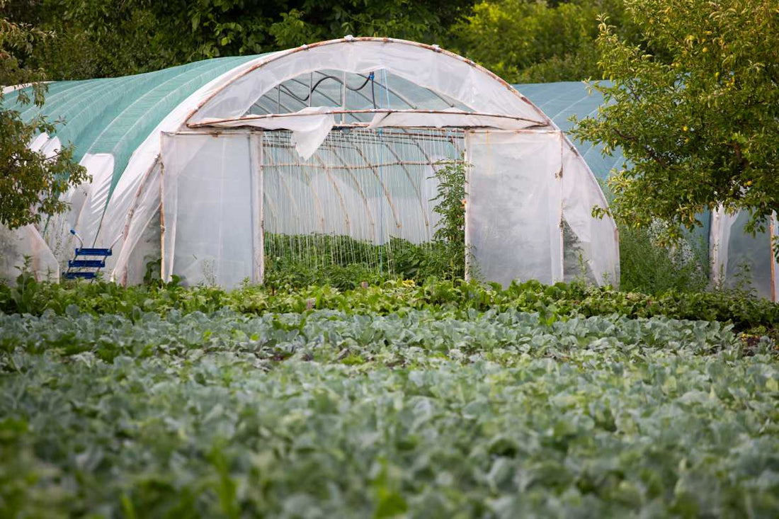 Polytunnel growing structure with vegetable crops