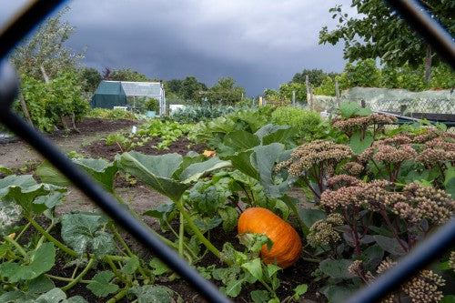 Allotment Irrigation Tips to Reduce Water Waste and Improve Yields
