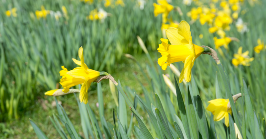 Gardening in April
