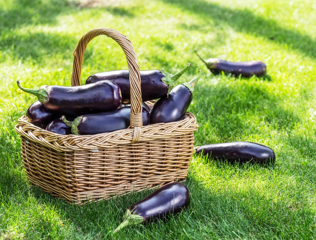How to Grow Aubergine