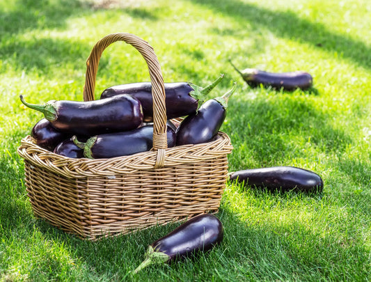 How to Grow Aubergine