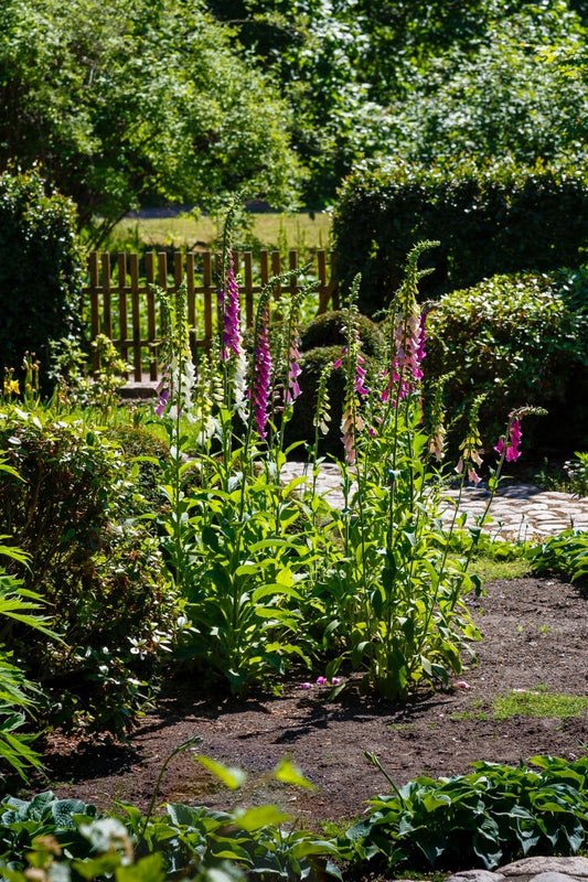 How Precision Watering Boosts Plant Health and Reduces Waste