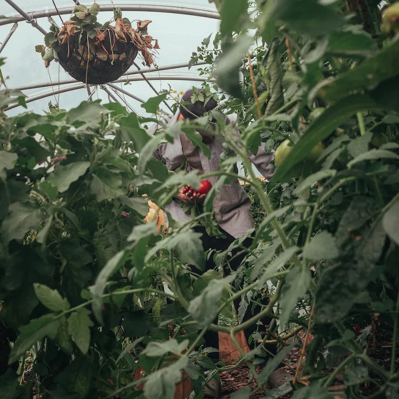 Which is the best irrigation system for your garden?