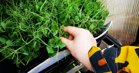 Growing pea shoots with children