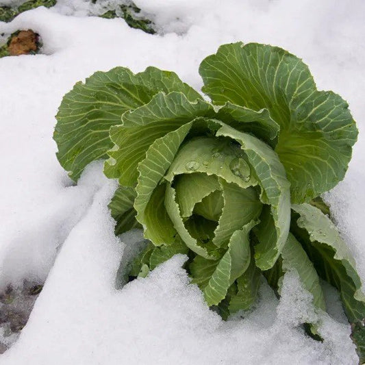December Gardening Jobs and Tips