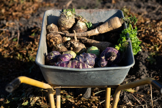 Gardening in November