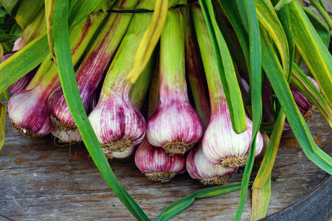 How to Grow Green Garlic