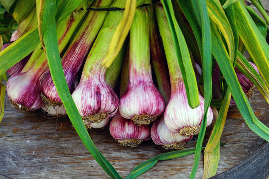 How to Grow Green Garlic