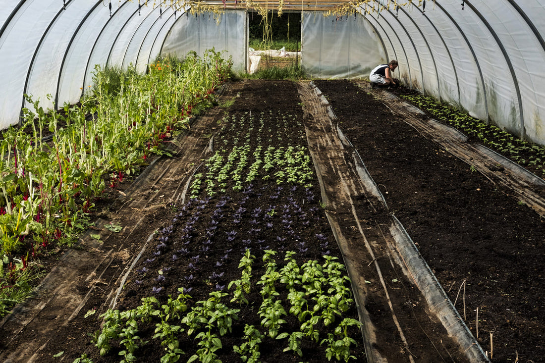 Top Crops to Grow in a Polytunnel for UK Seasons