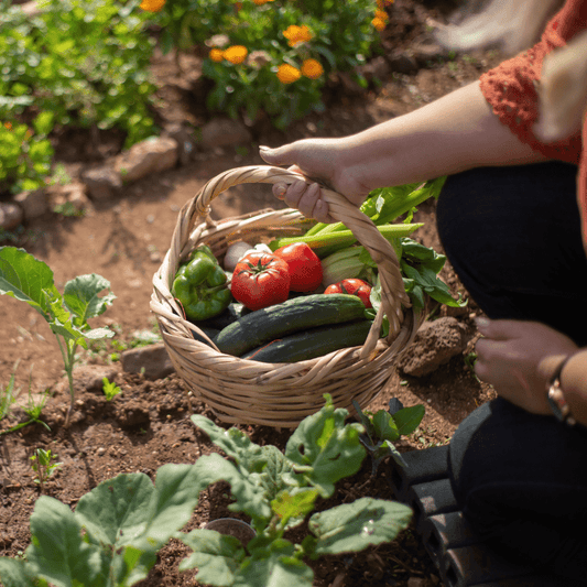 What is Horticulture? A Beginner’s Guide to the Art and Science of Growing